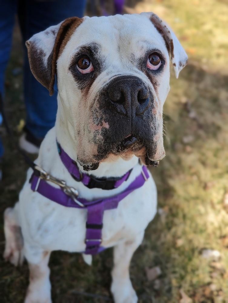 Spuds, a Adoptable mixed breed in Denver, CO image 5/5