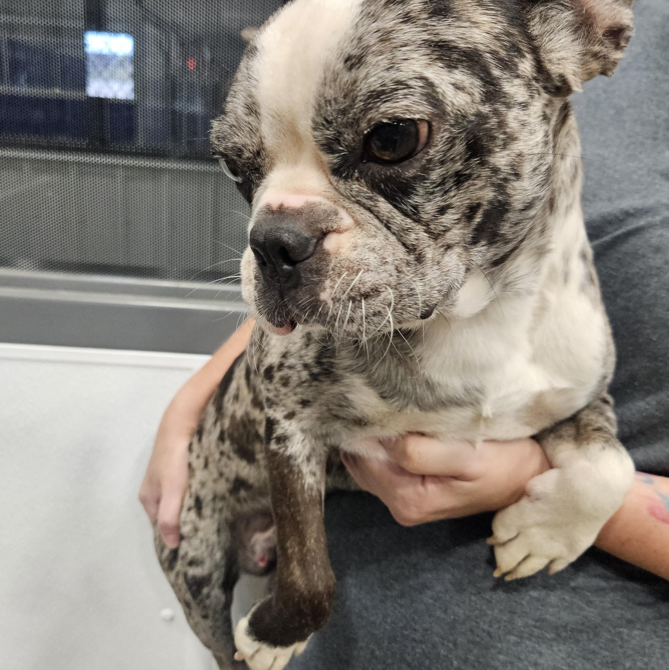 Enlarge Rumble, a Adoptable mixed breed in Kalamazoo, MI image 2/2
