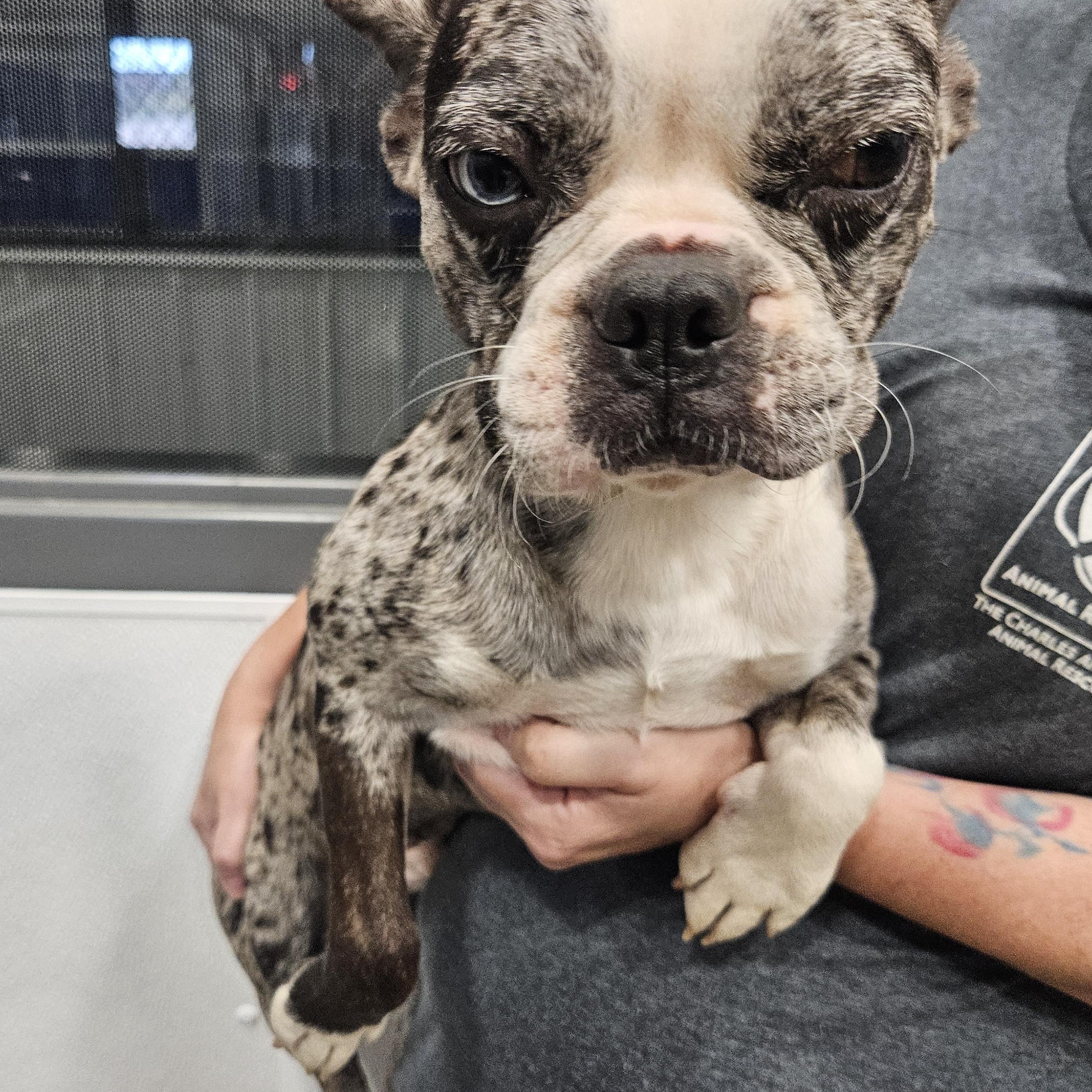 Enlarge Rumble, a Adoptable mixed breed in Kalamazoo, MI image 1/2