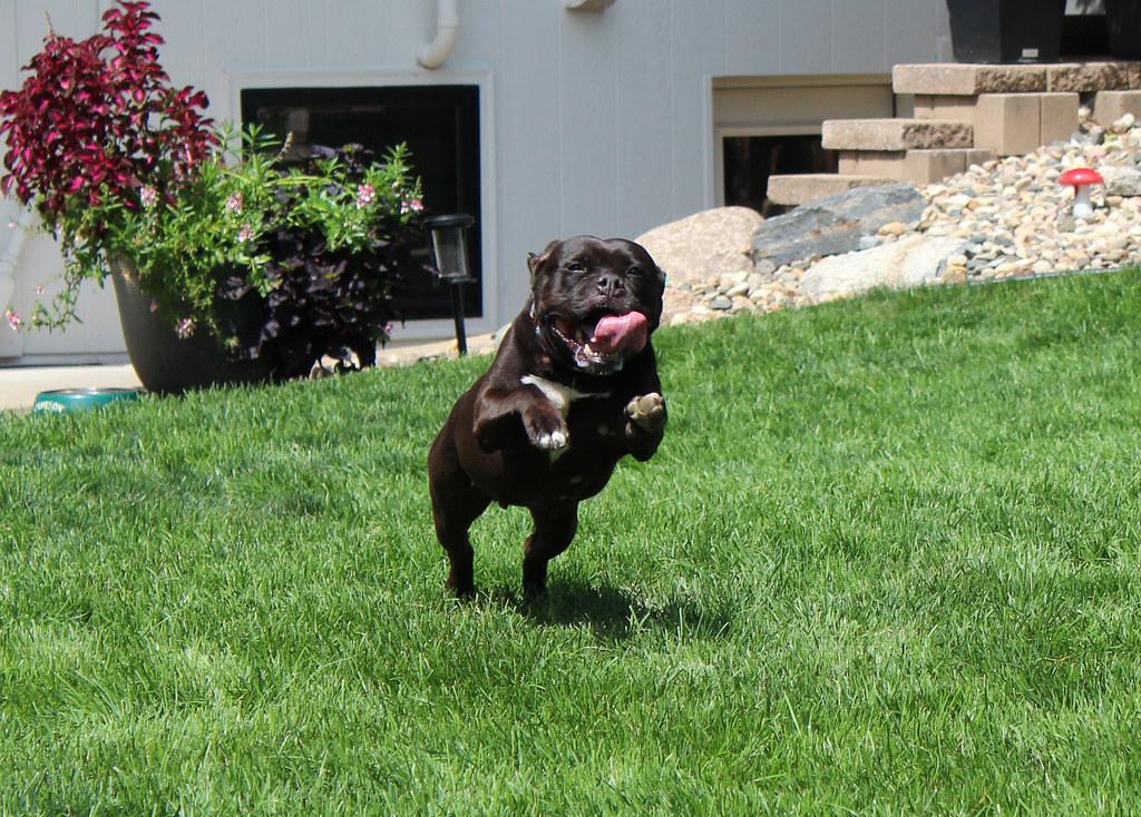 Precious, an adoptable Terrier in Sioux Falls, SD, 57101 | Photo Image 6