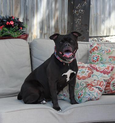 Enlarge Precious, a Adoptable mixed breed in Sioux Falls, SD image 2/6