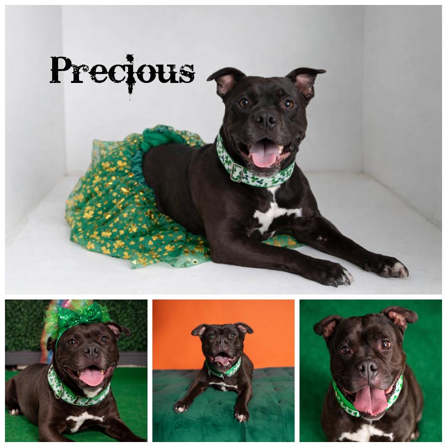 Enlarge Precious, a Adoptable mixed breed in Sioux Falls, SD image 1/6