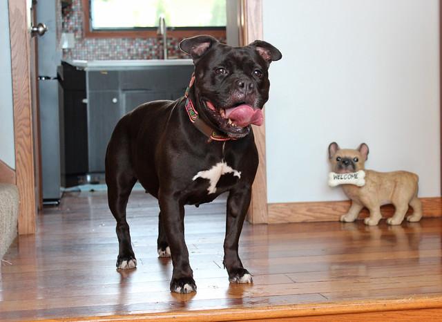 Precious, an adoptable Terrier in Sioux Falls, SD, 57101 | Photo Image 3