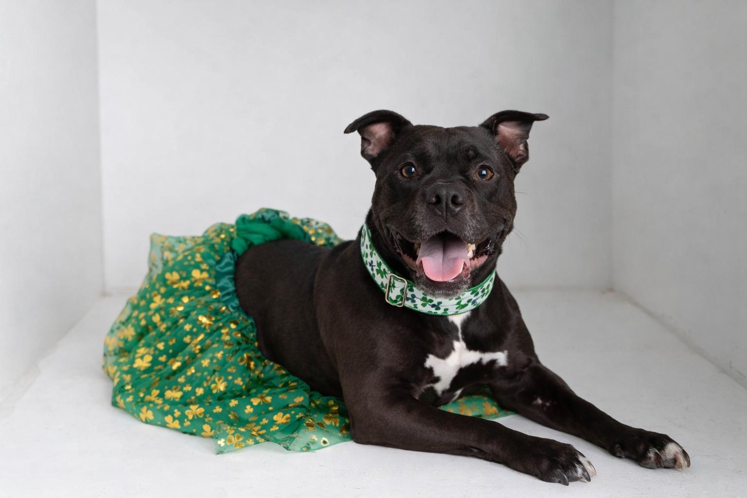 Enlarge Precious, a Adoptable mixed breed in Sioux Falls, SD image 6/6