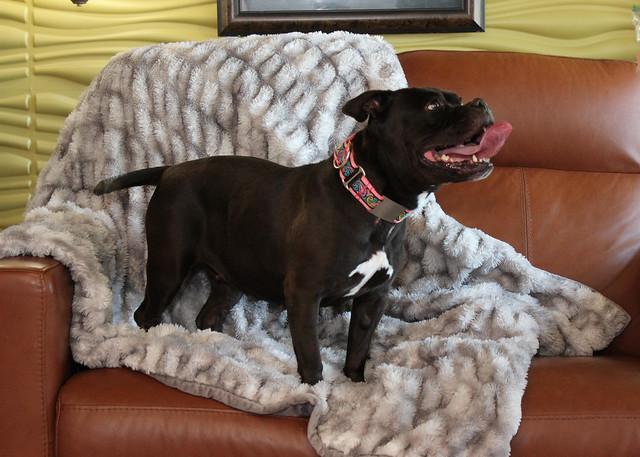 Precious, an adoptable Terrier in Sioux Falls, SD, 57101 | Photo Image 5