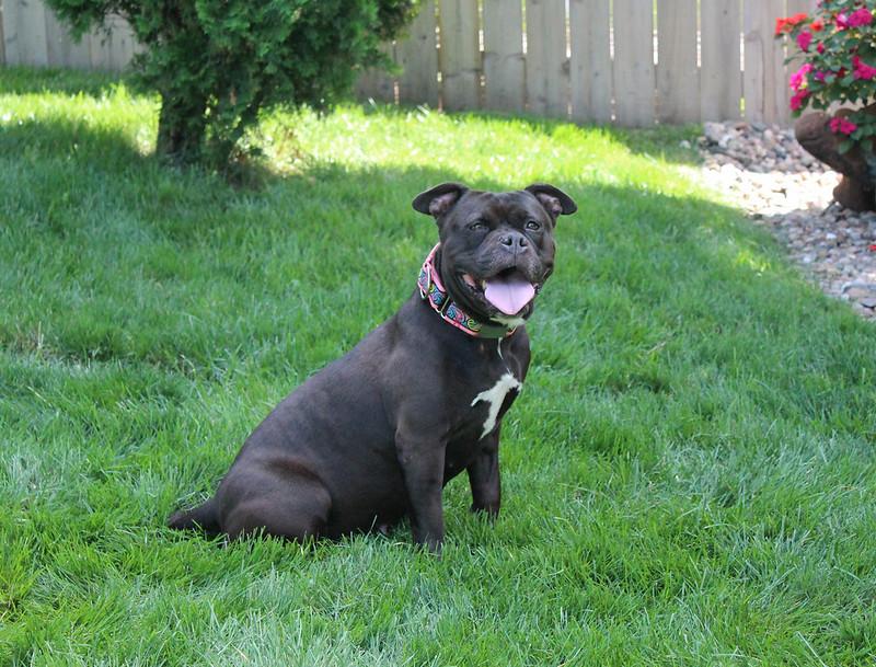 Precious, an adoptable Terrier in Sioux Falls, SD, 57101 | Photo Image 2