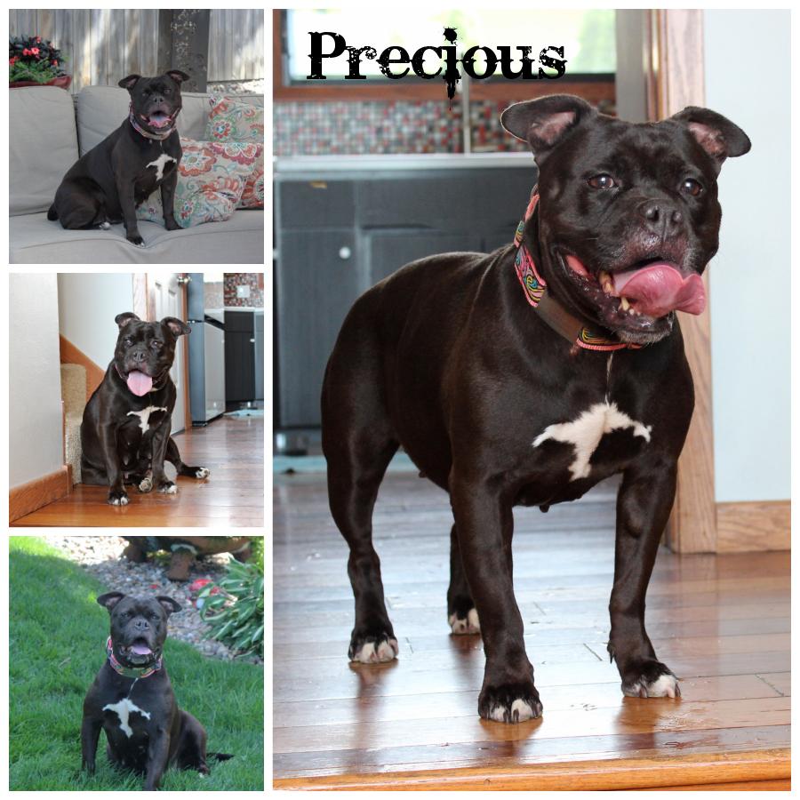 Enlarge Precious, a Adoptable mixed breed in Sioux Falls, SD image 6/6