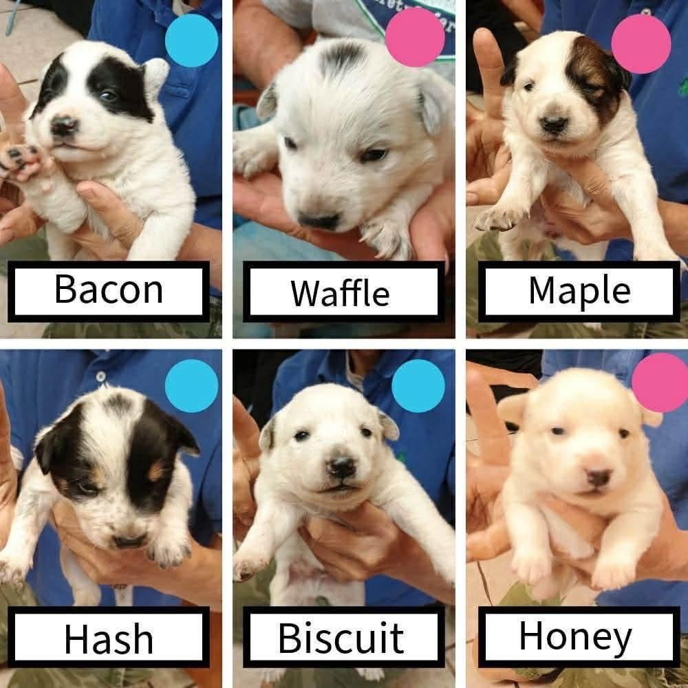Enlarge Waffle, a ADOPTABLE mixed breed in Glenolden, PA image 2/6