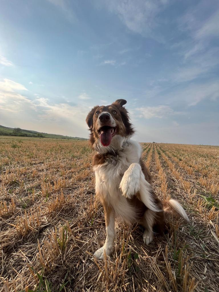 Stevie, Adoptable, Adult Female Border Collie.