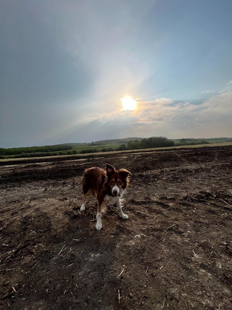 Stevie, Adoptable, Adult Female Border Collie.
