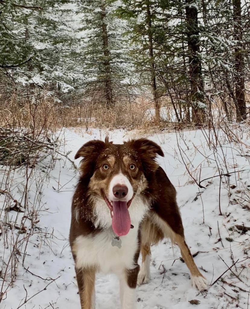 Enlarge Stevie, a Adoptable Border Collie in Didsbury, AB image 3/4