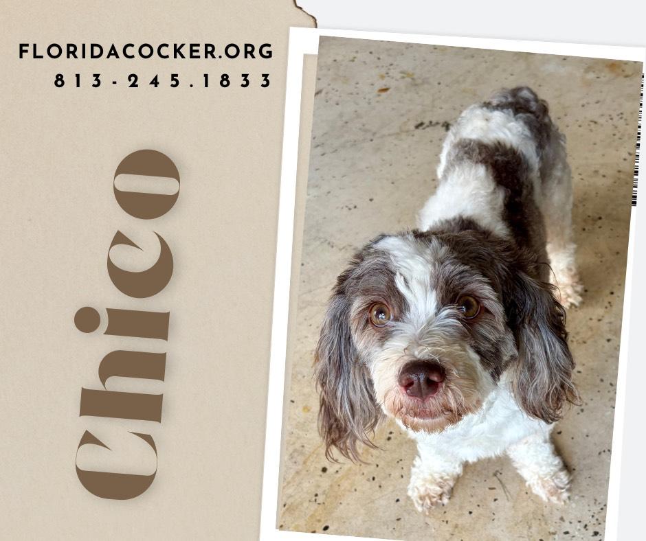 Enlarge Chico, a ADOPTABLE mixed breed in Land O Lakes, FL image 1/1