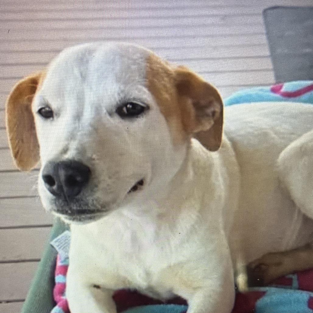 Enlarge Fancy, a Adoptable mixed breed in Hattiesburg, MS image 1/1