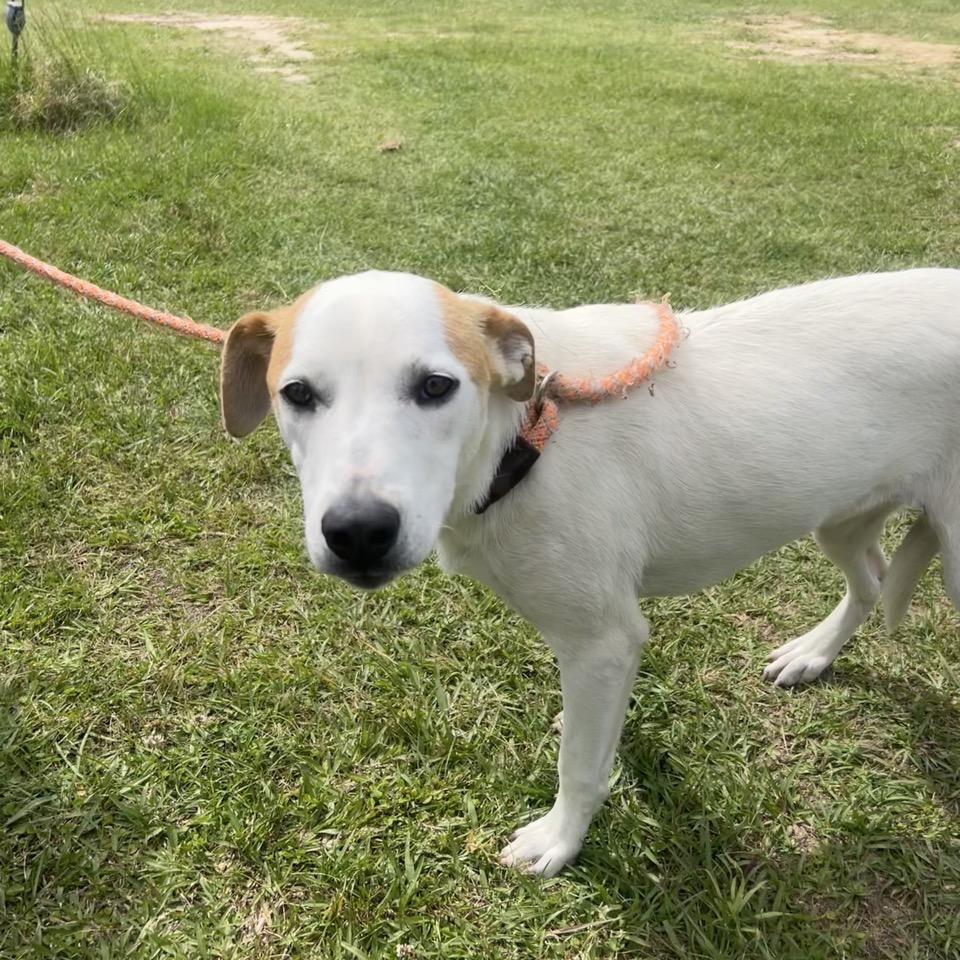 Enlarge Fancy, a Adoptable mixed breed in Hattiesburg, MS image 2/2