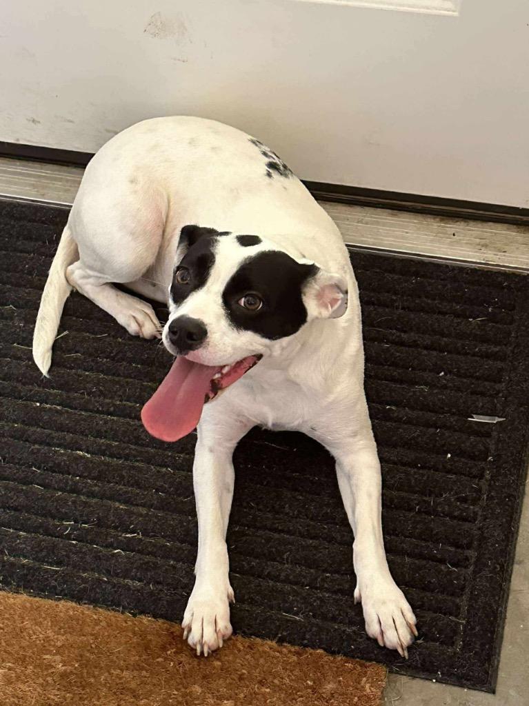 Blair aka Emma, Adoptable, Young Female Boxer.