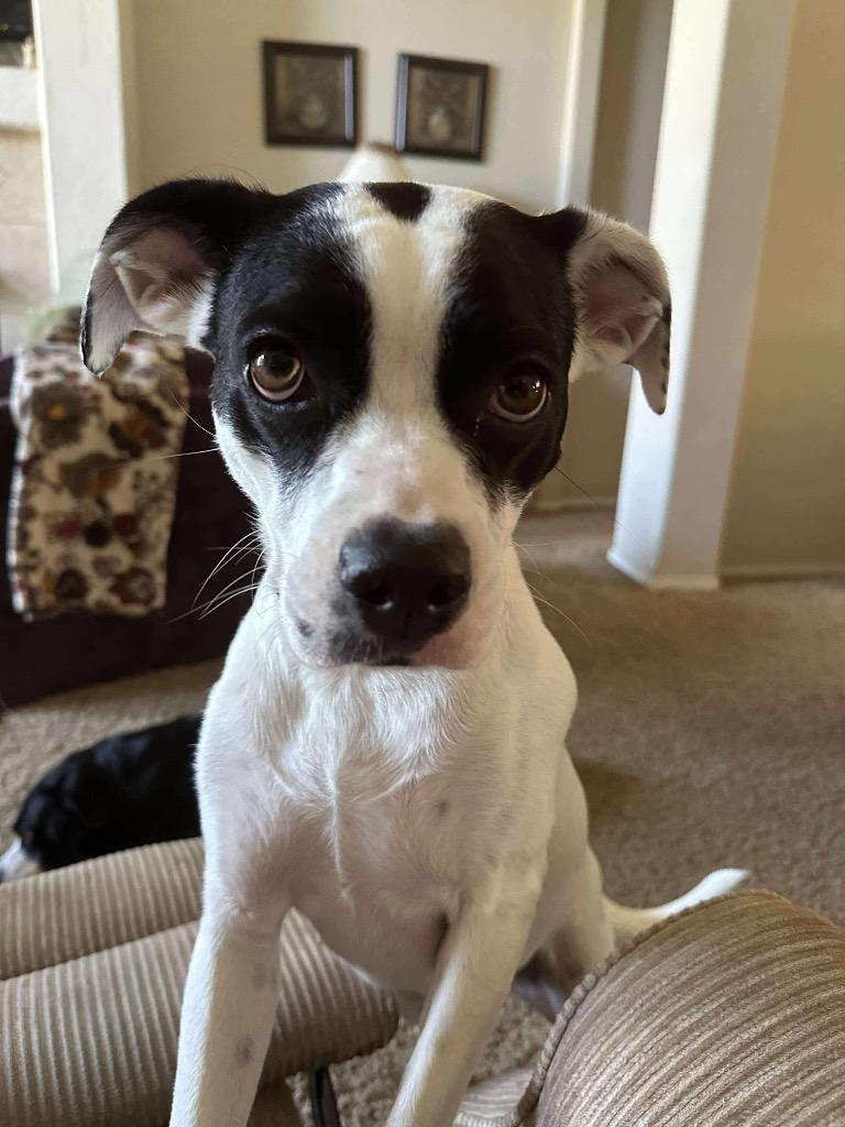 Blair aka Emma, a Adoptable Boxer in Ada, OK image 2/6