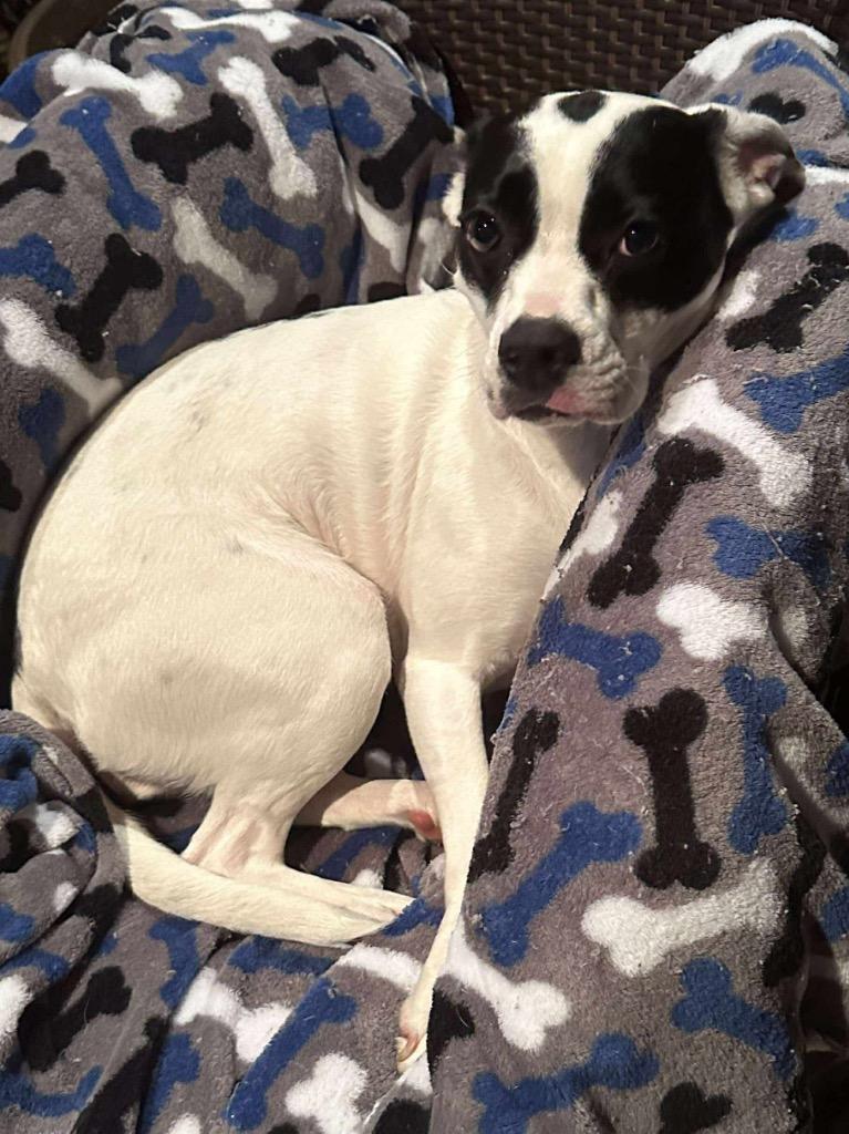 Blair aka Emma, a Adoptable Boxer in Ada, OK image 5/6