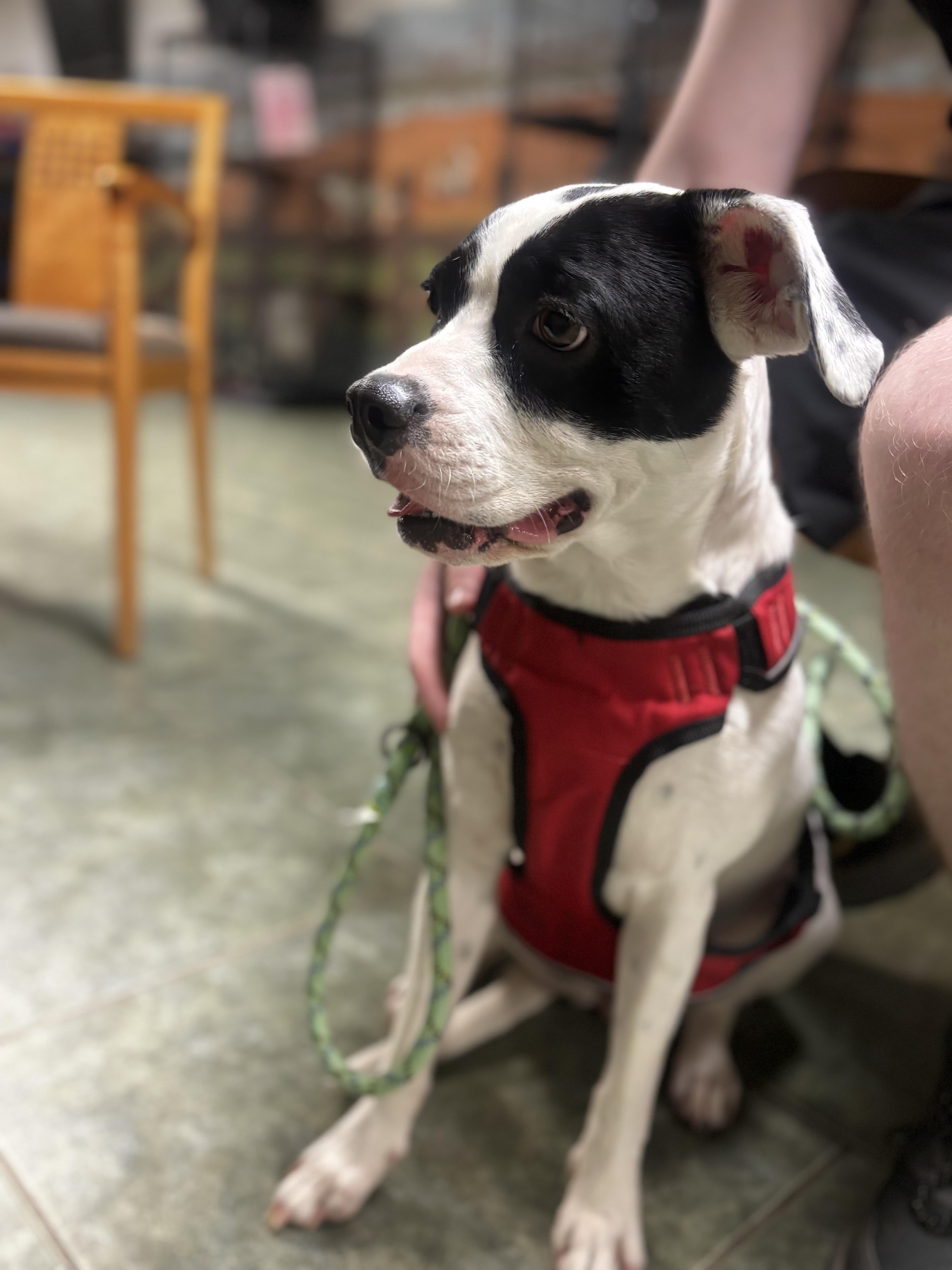 Enlarge Blair aka Emma, a Adoptable Boxer in Ada, OK image 4/6