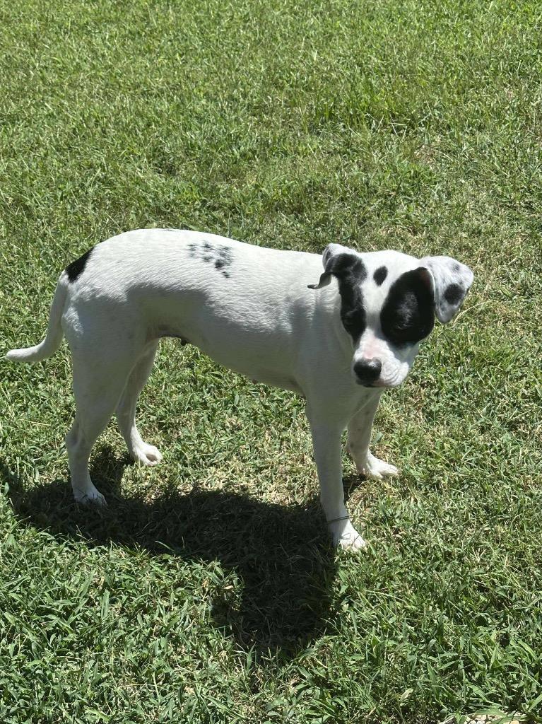 Enlarge Blair aka Emma, a Adoptable Boxer in Ada, OK image 5/6