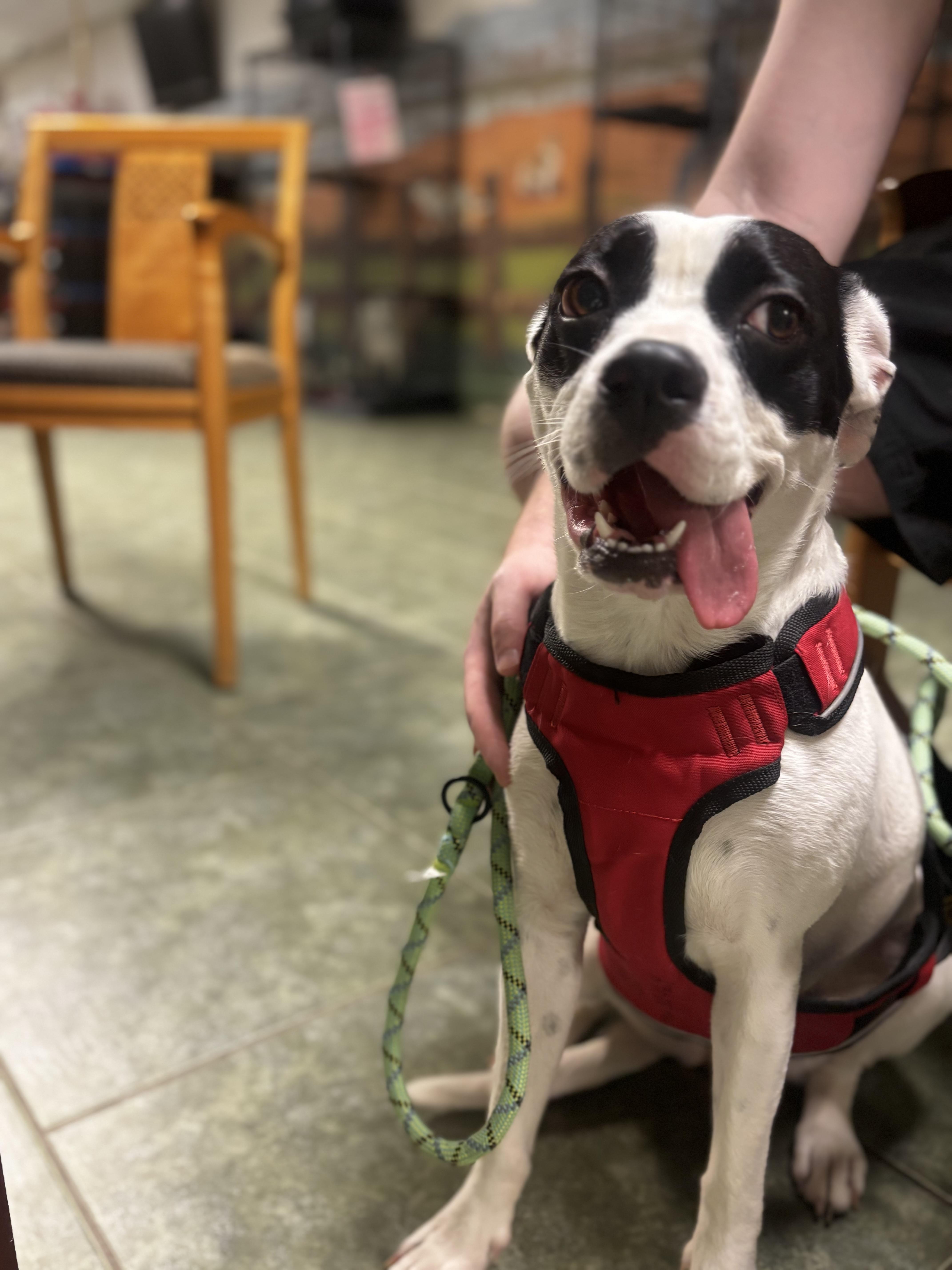 Enlarge Blair aka Emma, a Adoptable Boxer in Ada, OK image 6/6