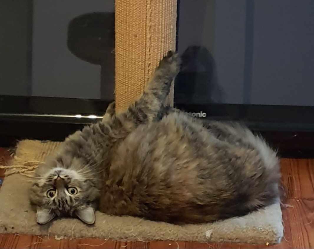 Enlarge Denali Moore, a Adopted Domestic Medium Hair in Lexington, NC image 2/2