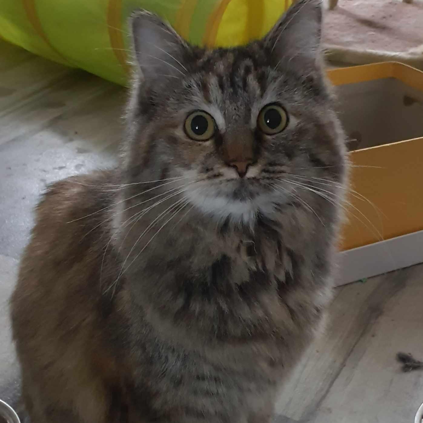 Enlarge Denali Moore, a Adopted Domestic Medium Hair in Lexington, NC image 1/2