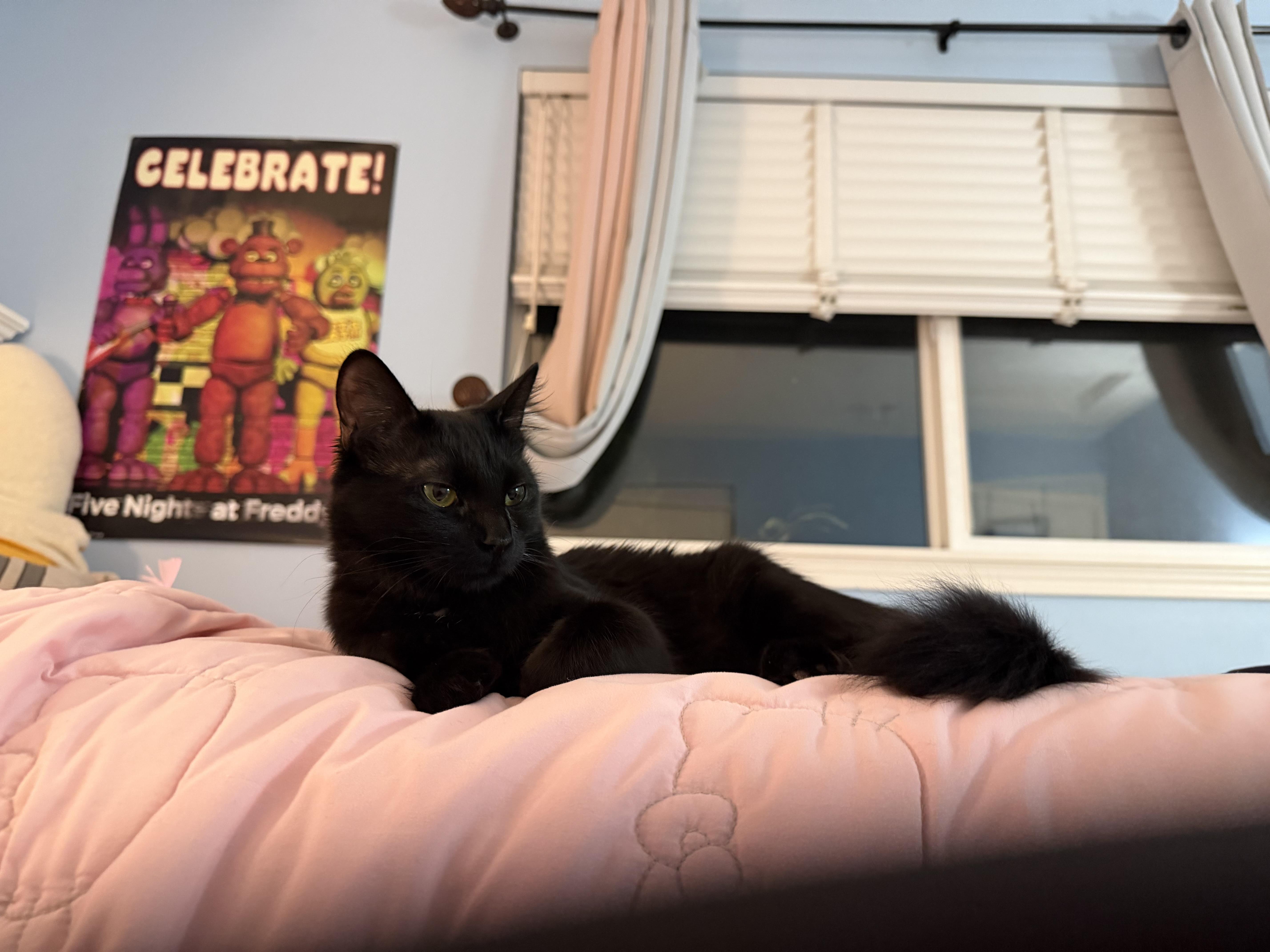 Gracie, adoptable, Kitten Female Bombay.