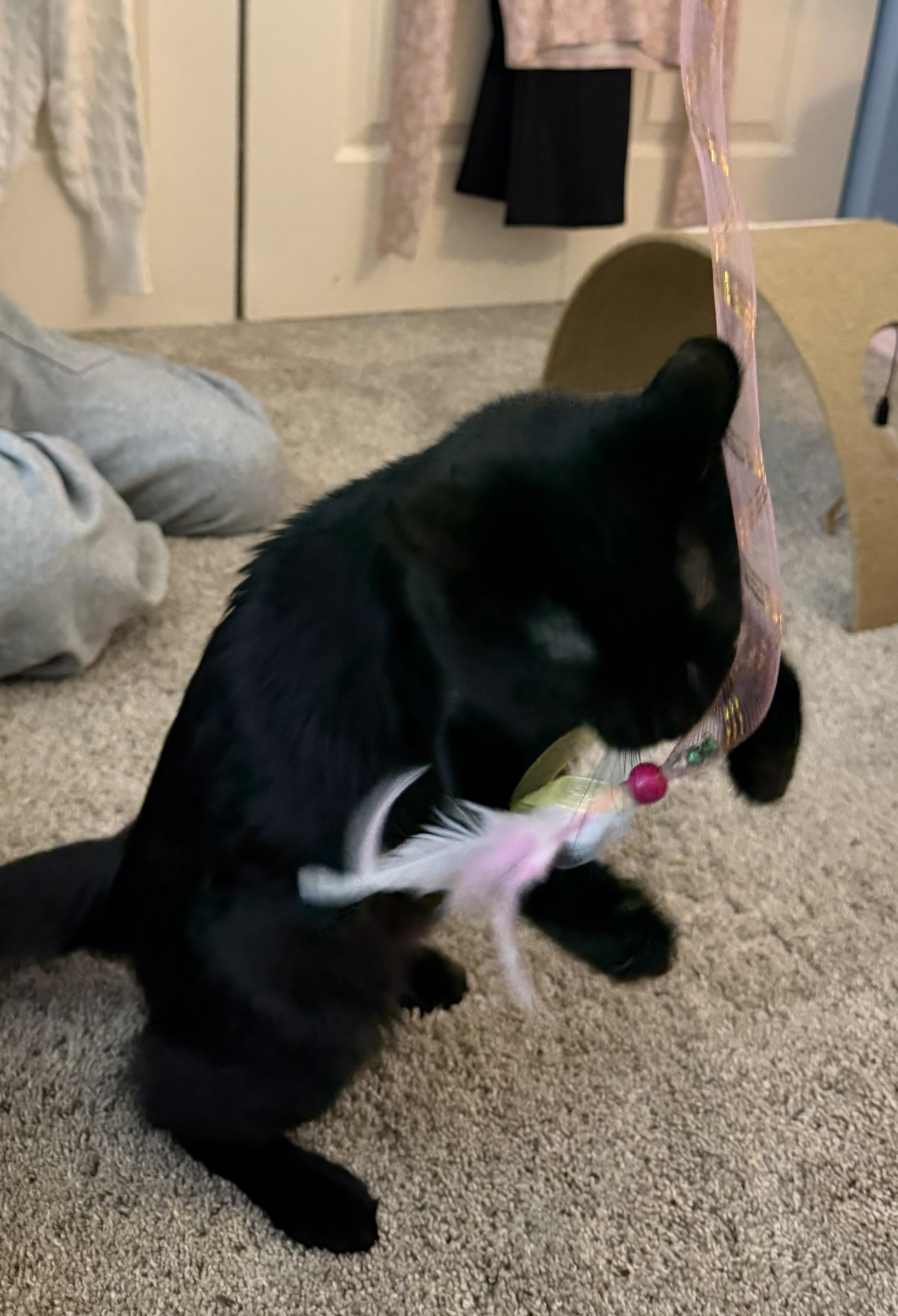 Gracie, an adoptable mixed breed in Woodinville, WA image 4/5