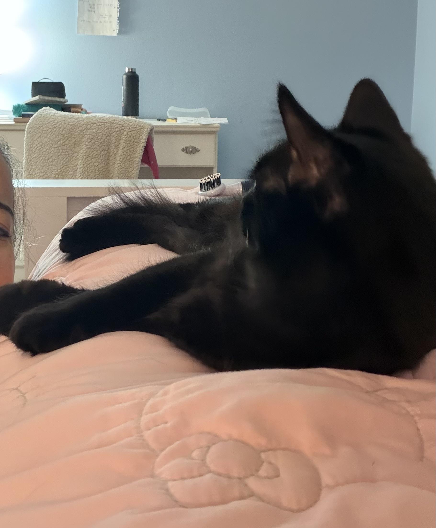 Gracie, an adoptable mixed breed in Woodinville, WA image 5/5