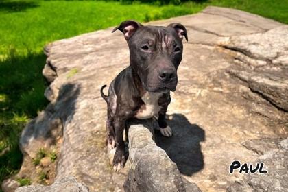 Paul, Adoptable, Adult Male Terrier & Mixed Breed.