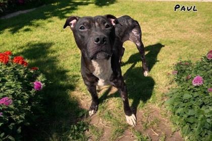 Enlarge Paul, a Adoptable mixed breed in Cumberland, MD image 3/3