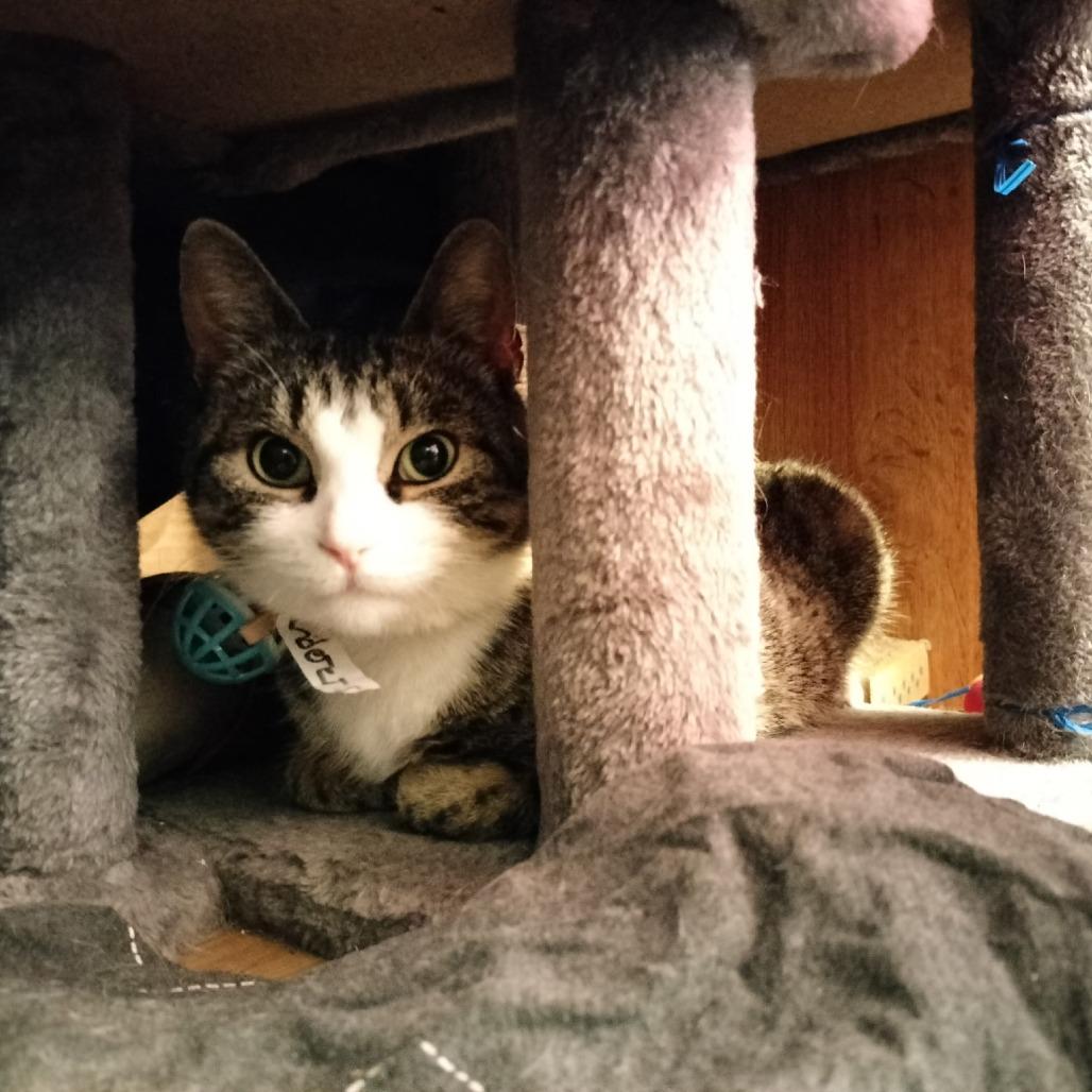 Jade, Adoptable, Adult Female American Shorthair.