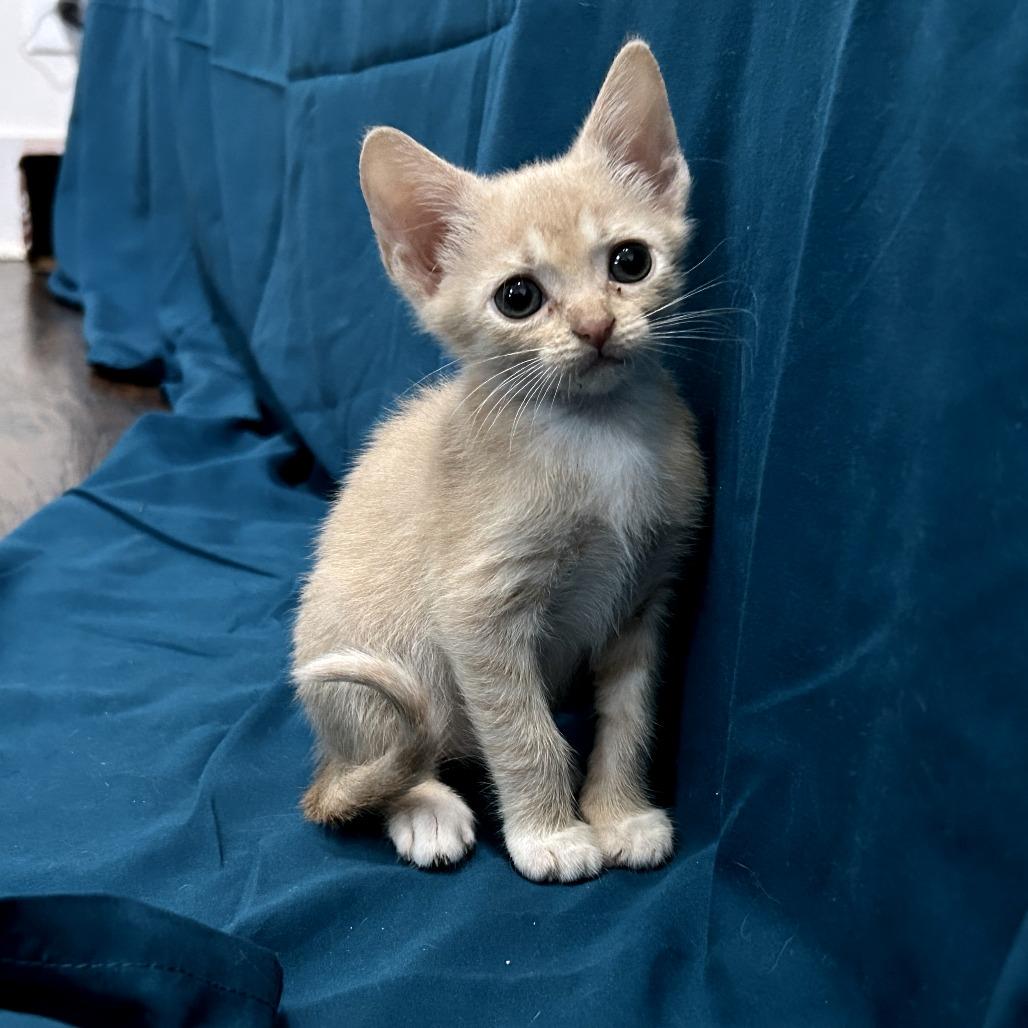 Bean, Adoptable, Kitten Female Domestic Short Hair.
