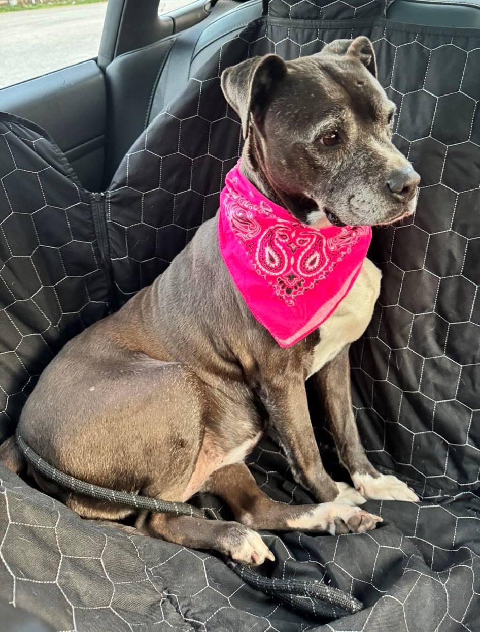 Queenie, Adopted, Senior Female Pit Bull Terrier.