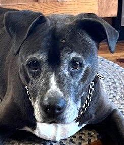 Queenie, a Adopted Pit Bull Terrier in Carrollton, GA image 2/3