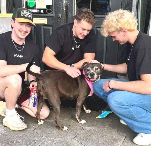 Queenie, a Adopted Pit Bull Terrier in Carrollton, GA image 3/3