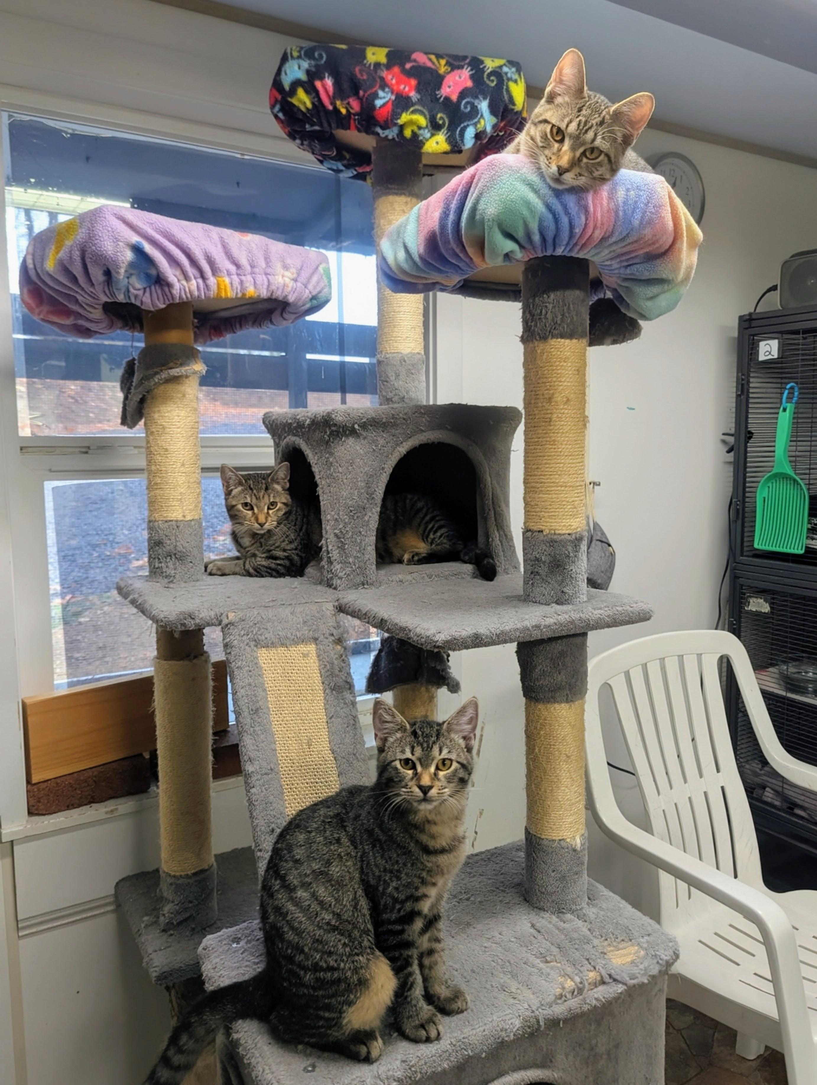 Paris, Panama, Prague, Adoptable, Young Female Domestic Short Hair.