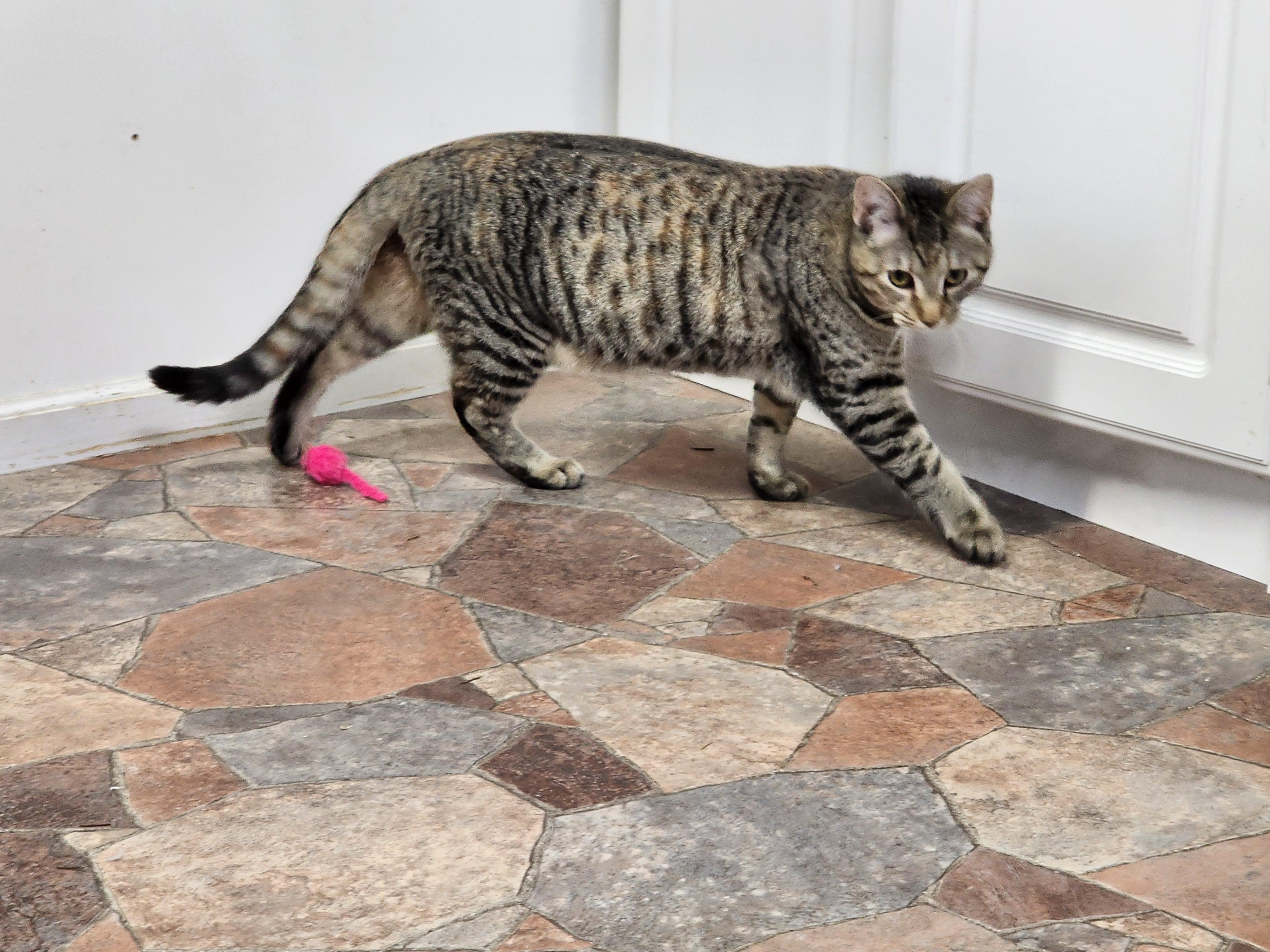 Enlarge Paris BONDED with Prague, a Adoptable Domestic Short Hair in Shelton, WA image 2/2