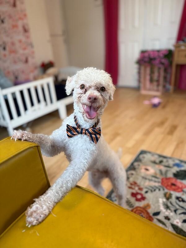 Charles Doowin — thumbnail 5