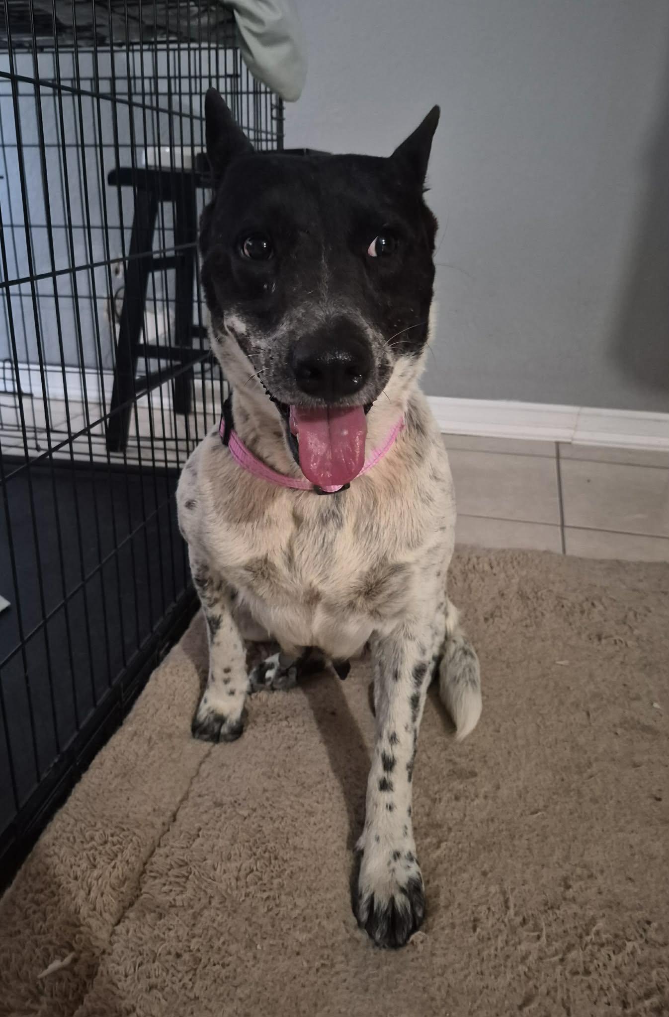 Enlarge Aurora, a Adoptable mixed breed in Portland , ME image 2/2