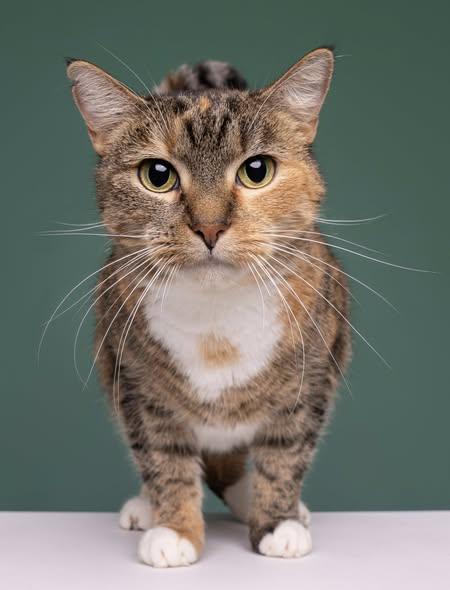 Sweetness, Adoptable, Young Female Domestic Short Hair.