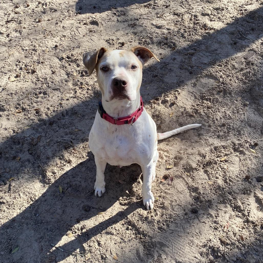 Ronald 28354, Adoptable, Senior Male Mixed Breed.