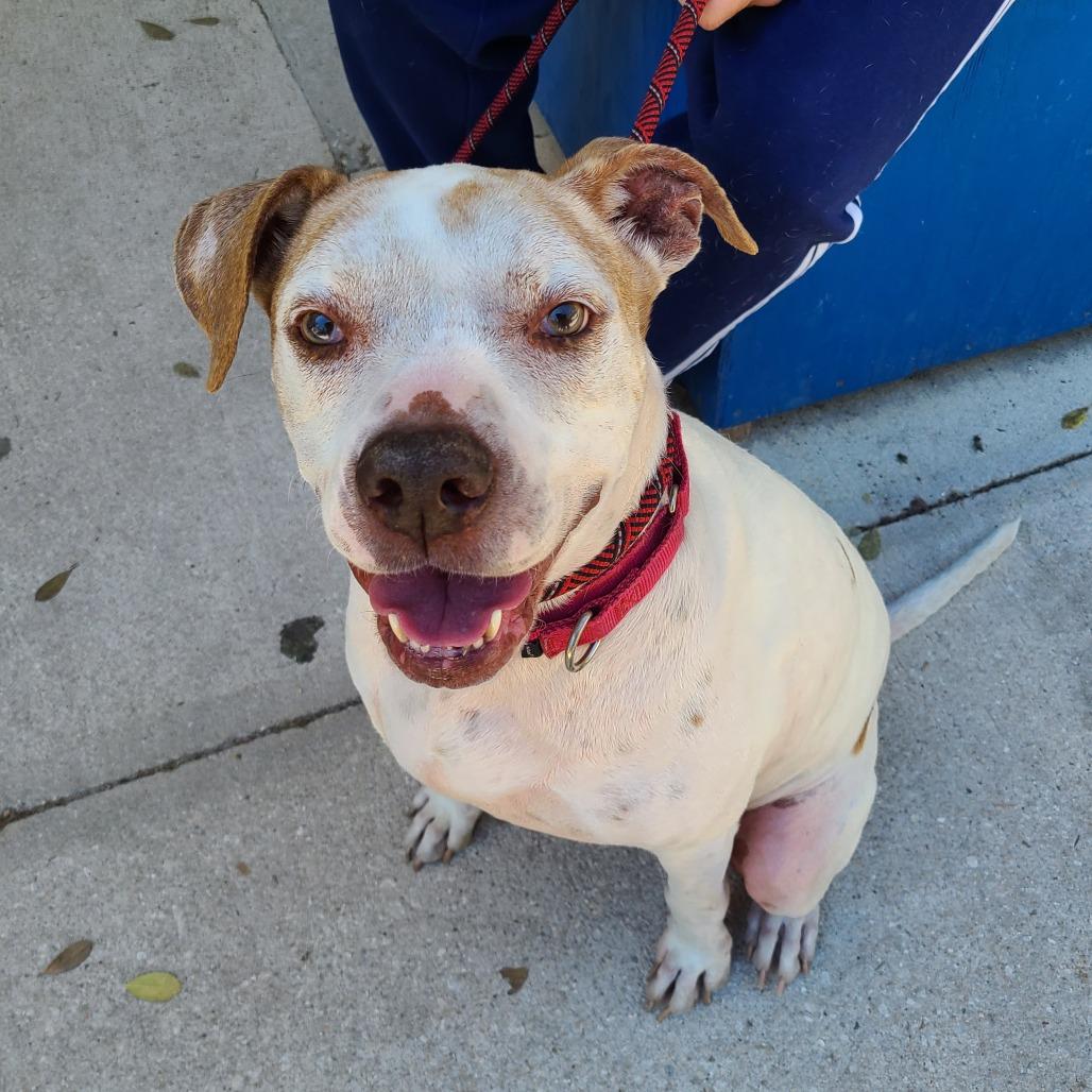 Enlarge Ronald 28354, a Adoptable Mixed Breed in Middleburg, FL image 2/4