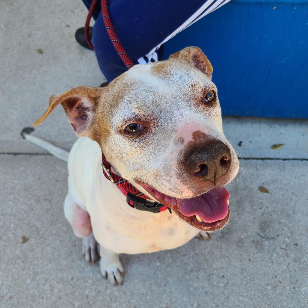 Enlarge Ronald 28354, a Adoptable Mixed Breed in Middleburg, FL image 3/4
