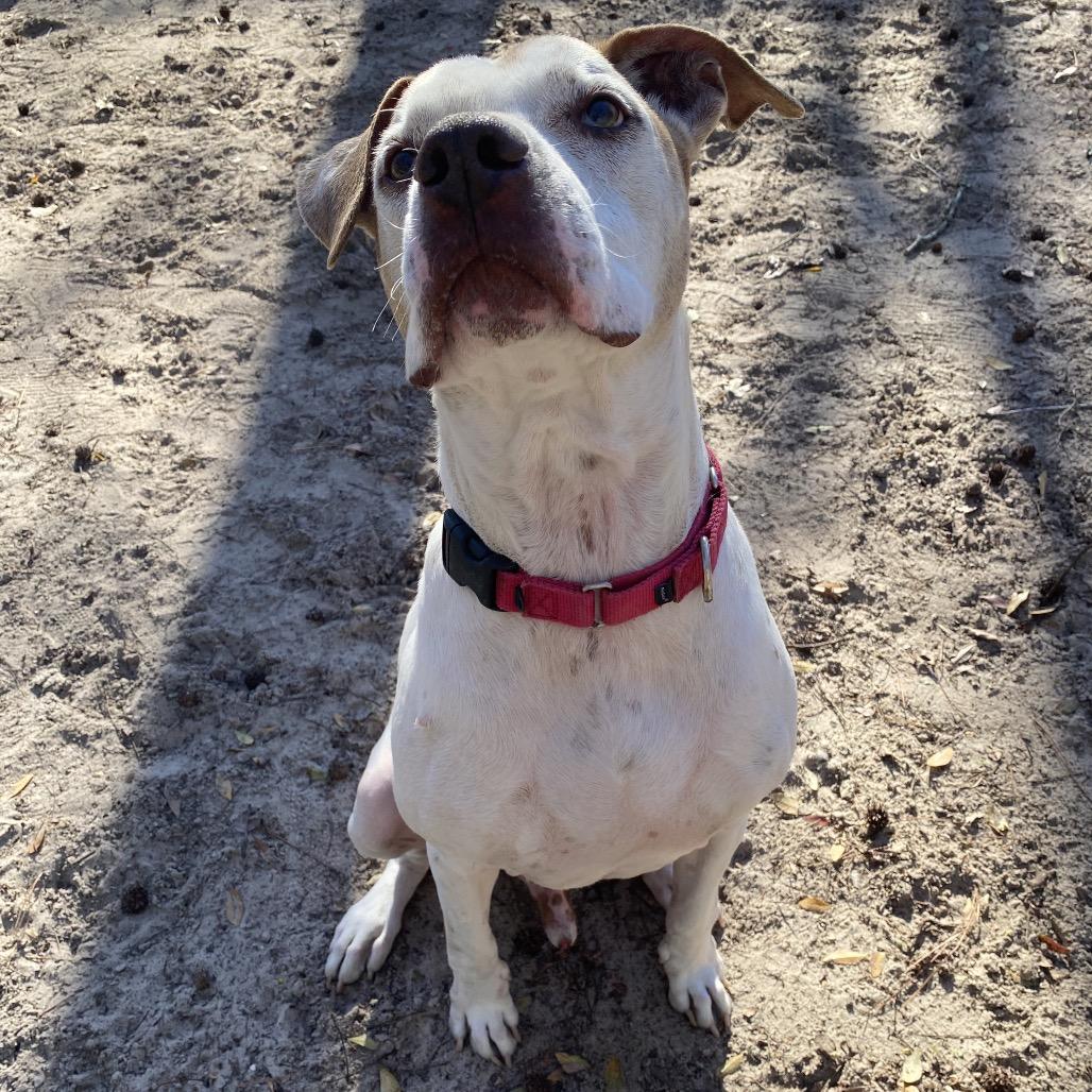 Enlarge Ronald 28354, a Adoptable Mixed Breed in Middleburg, FL image 2/2