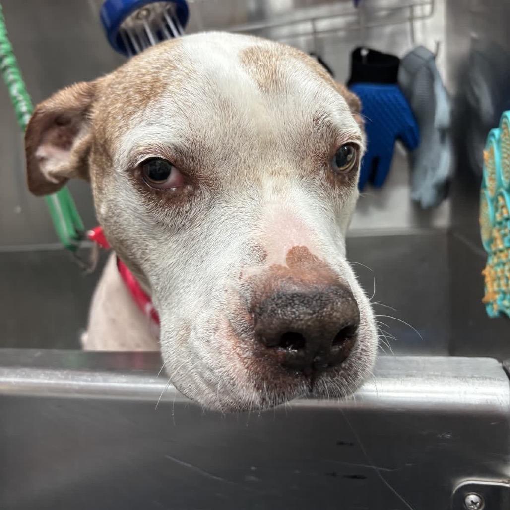 Enlarge Ronald 28354, a Adoptable Mixed Breed in Middleburg, FL image 6/6