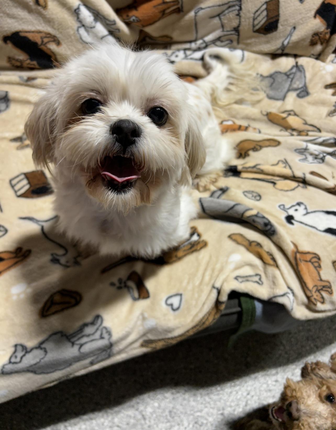 Adorable. Bivi , ADOPTABLE, Adult Female Shih Tzu.