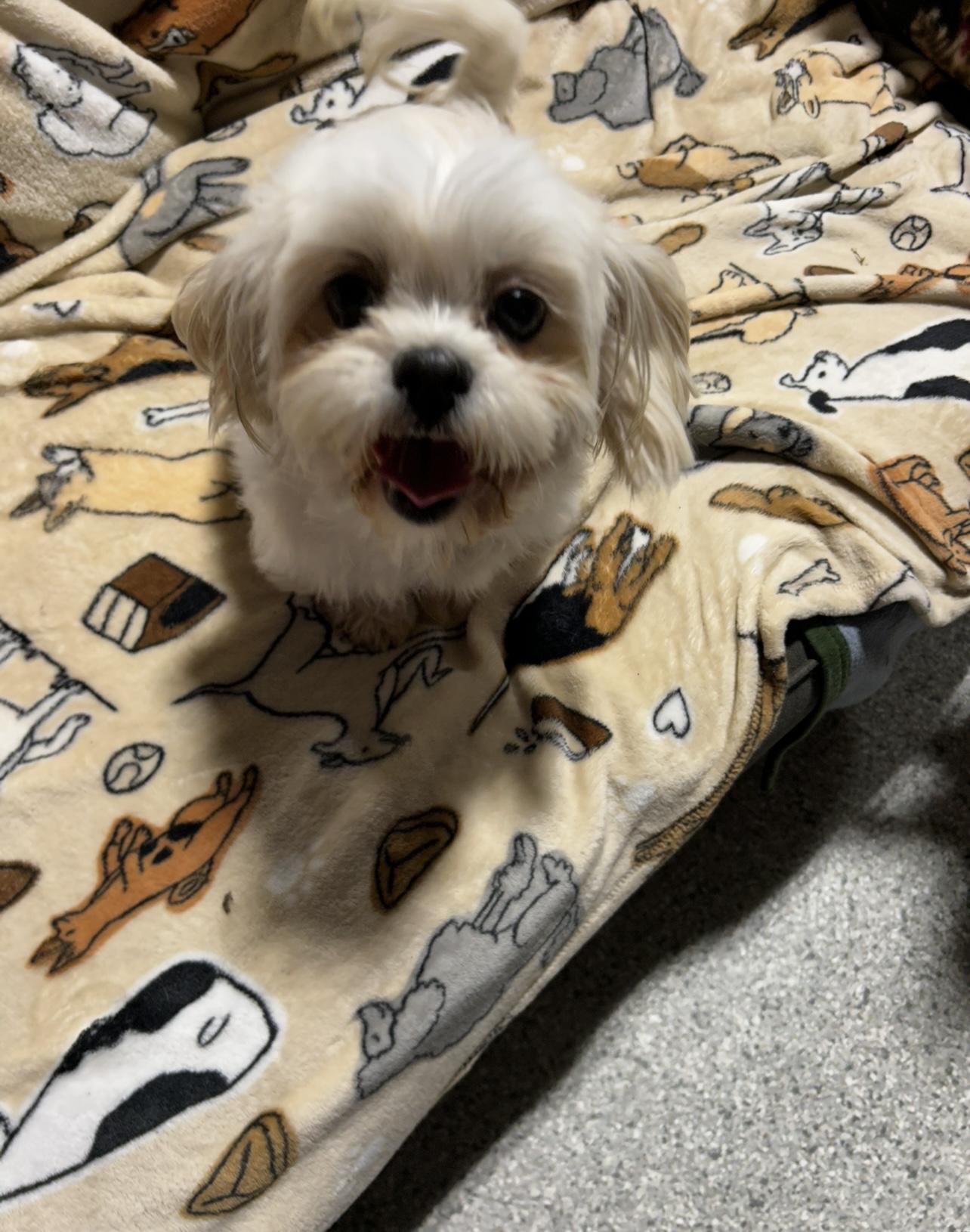Adorable. Bivi , a ADOPTABLE Shih Tzu in Antwerp, OH image 2/2