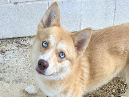 Crumpet, adopted, Adult Male Mixed Breed.