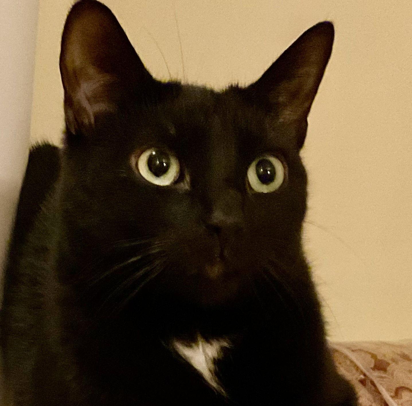 Ziggy Stardust (Single), Adoptable, Young Male Domestic Short Hair.